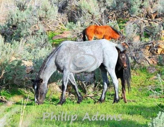 Shy Foal - Mustang Mare and Foal - 8.5" x 11"