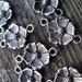 Antiqued Silver Flower Connector Charms (16)