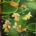 Chinese Goldfish in Pond with Lotus - miniature