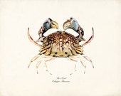 Vintage Box Crab Illustration Natural History Sea Life Wall Decor Art Print 8x10