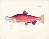 Red Salmon Natural History Fish Art Print 8x10