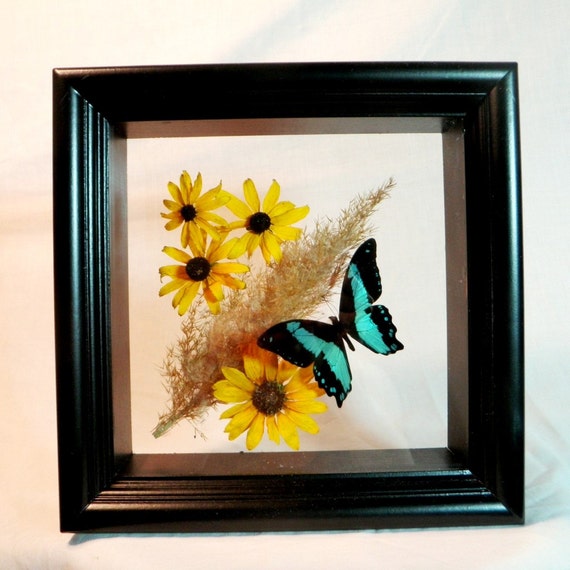 Items similar to Real butterfly and flowers in shadowbox on Etsy