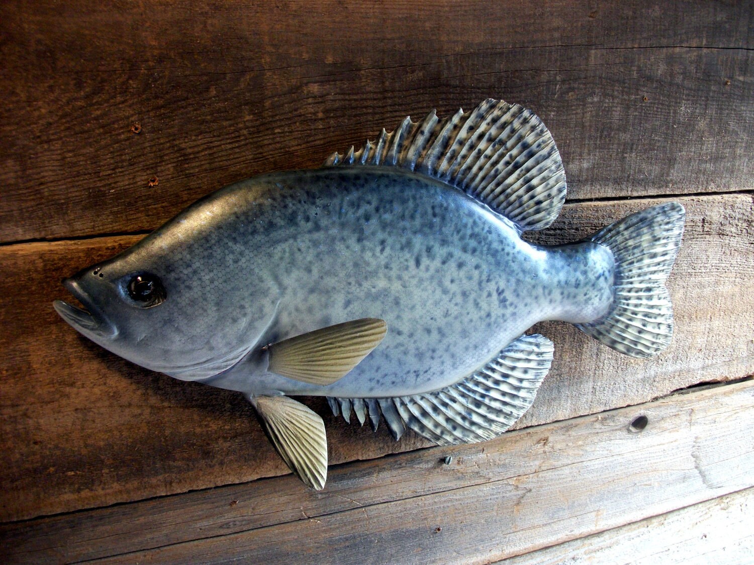 Crappie wood carving wall mount