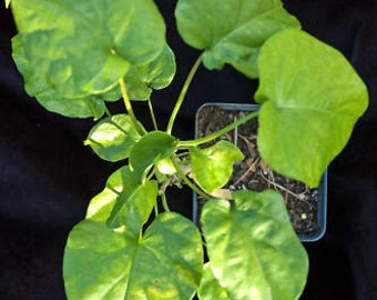 Rivea corymbosa Live Plant Christmas vine