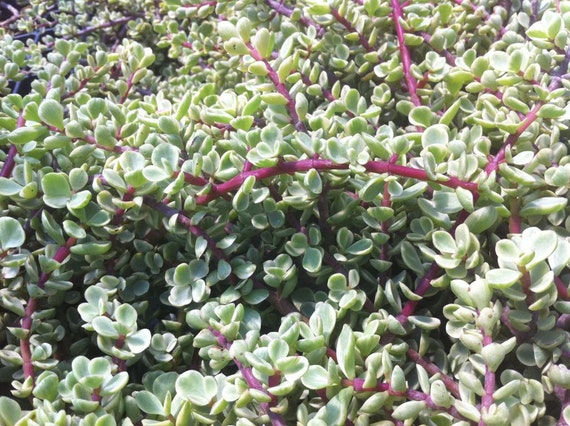 Items similar to 3 Variegated Red Stem Baby Jade Succulent ...