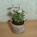 RESERVED FOR JESSIE - 1/12 pot of daisies