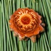 THIRD EYE PINECONE (Small) Talisman Pine Cone Necklace -