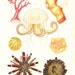 RESERVED 1920 Sea Life Antique Print , Jellyfish, Anemones, Coral, Echinoderms, Sea Urchin