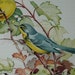 Color Illustrated Bird Book Wood Warblers of America Color Plates Art Song Birds Ludlow Griscom Ornithology Vintage 1957 Hardcover