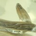 Wet Specimen Estuarian Moray Eel In Decanter