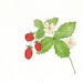 Wild Strawberries Watercolor Painting