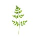 Fern - Original Watercolor Painting