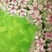 Original painting acrylic on canvas, 21st in the "Alphabet Floral" series Umbrella Plant
