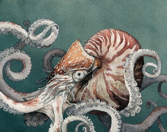 Octopus Nautilus 'Creature' Watercolor Archival by chloedraws