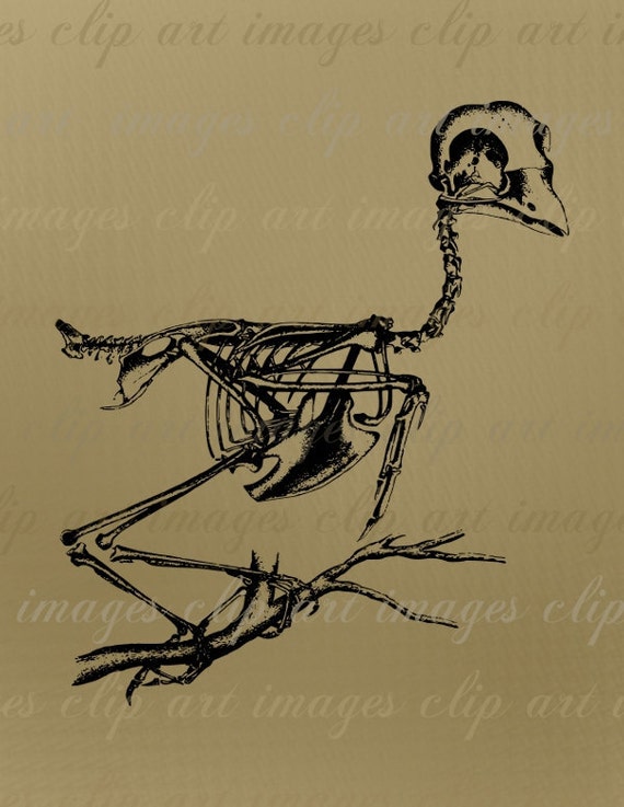 Bird Skeleton Clip Art Royalty Free Image by ImagesClipArt on Etsy