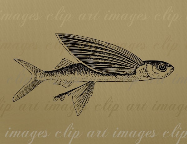clipart flying fish - photo #15