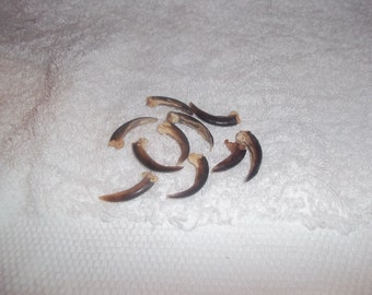 10 porcupine claws real animal bone taxidermy foot weird nail parts