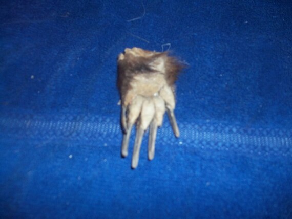 Badger foot paw with claws nail taxidermy real animal bone