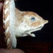 A shark head mount real animal bone part