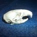 Real animal bone rat Skull part