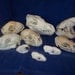 9 Real animal bone Skull parts