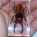 real insent Bug paper weight animal part