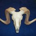 Real animal bone parts ram skull