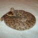 real animal taxidermy rattle snake mount reptile part