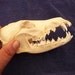 Real animal bone Coyote Skull part