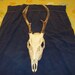 Real bone animal part deer skull with antlers