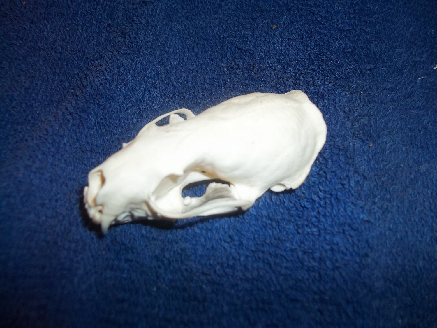 Skunk skull real animal taxidermy skeleton head by boomer2563