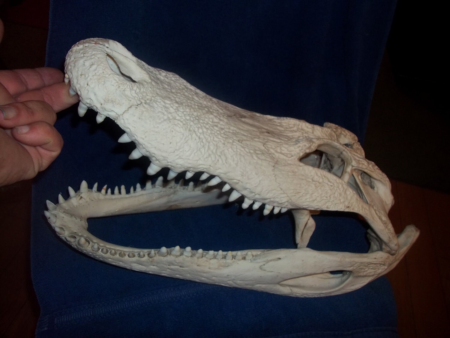 Alligator skull real animal bone part