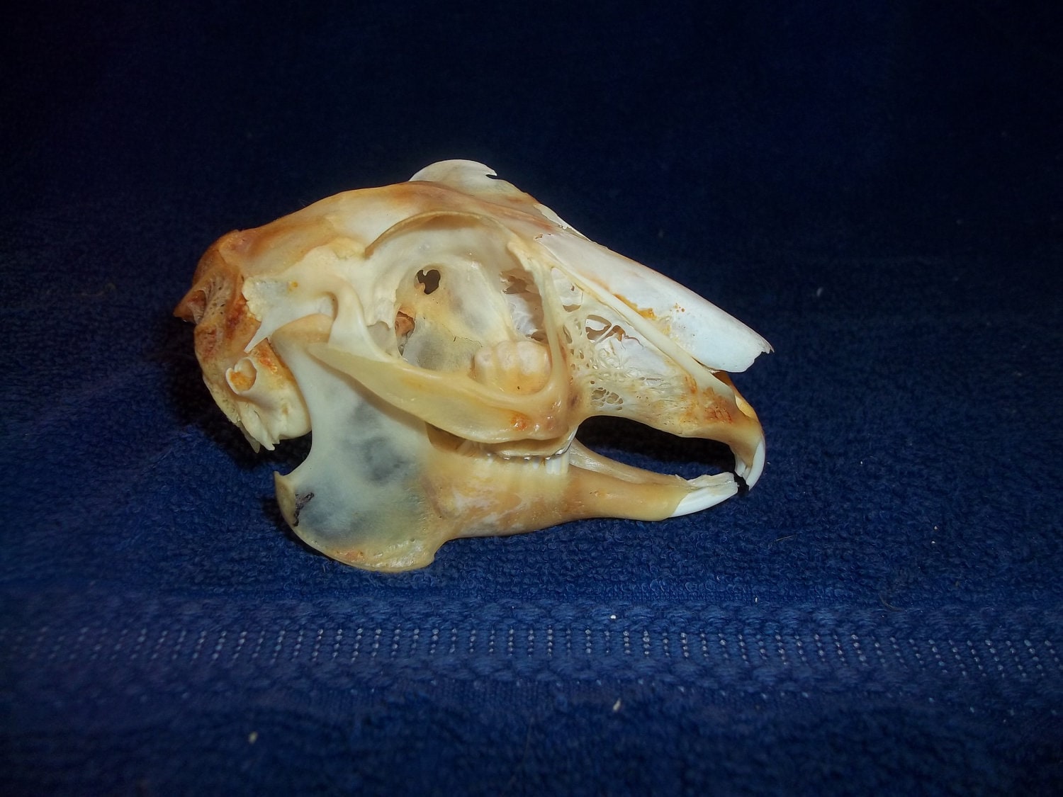 Jack rabbit skull real animal bone skeleton part teeth rodent