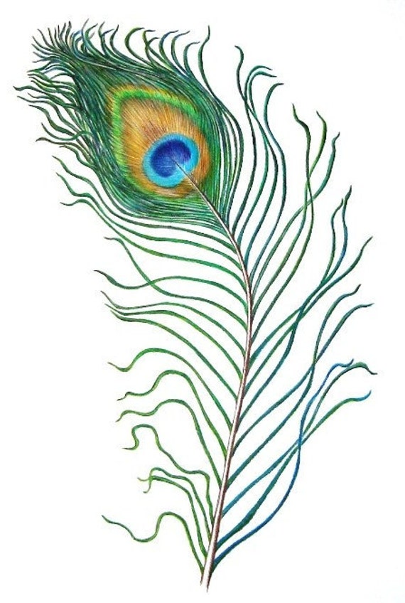 Items similar to Giclee Peacock Feather. on Etsy