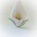 Calla Lily Brooch / Needle Felted Bridal Pin / Ivory Flower