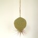 Olive Green Hanging Pod with Air Plant
