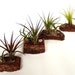 Air Plants Mounted on Natural Tree Bark