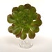 Jumbo Succulent Cutting Aeonium 7" in Diameter