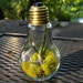 RESERVED Bright Light Bulbosa Air Plant In Light Bulb