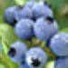 blueberrypatchkid
