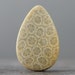 Fossils: Coral Fossil. Prehistoric Stone, Honey Comb, Agatized Corals - 34mm (C680)