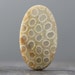 SALE - CLEARANCE - Honey Comeb Large Oval Fossil, Fossils, Sea Coral Stone - Natural Beachstone Petoskey Cab - 44mm (C681)
