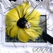 Baby Girl Yellow Feather flower black elastic with black rosette and rhinestone.Girl headband
