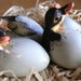 Vintage Hand Painted and Hand Sculpted Duck Hatchlings (The Nature Company),Spring,Easter