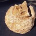 Owl Great Horned Weights About Four Pounds