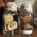 Baby Octopus in Specimen Jar