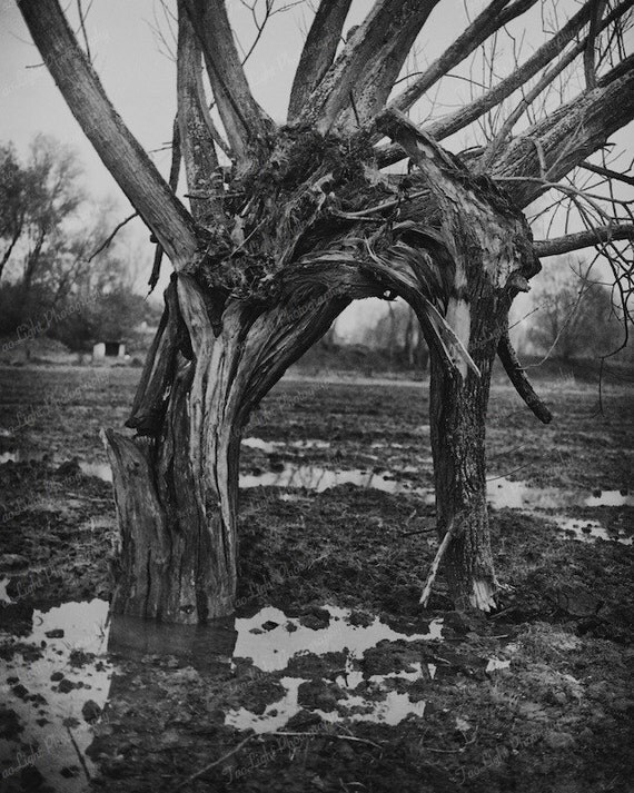 old tree fineart black and white photography landscape with