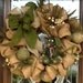 BURLAP and MOSS SPRING Wreath