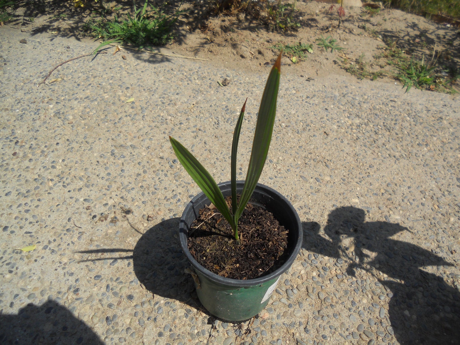 Medjool Date Palm Seedlings 1gallon pot