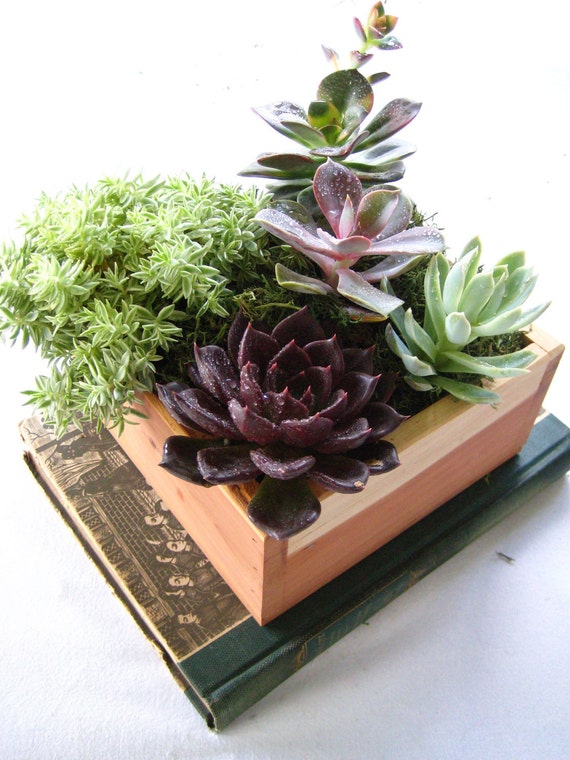 succulent Centerpiece Rustic Cedar Wood Planter Box Perfect Gift Centerpiece or Home Garden Decor